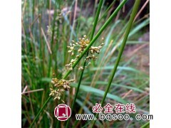 灯心草种子 花花海种植观赏草 喜湿耐寒 株型美观 风林种业图1