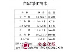 金叶榆-金叶榆苗-60公分以上大量供应-东北绿化苗木基地图1