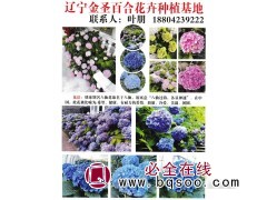 八仙花-辽宁八仙花销售-辽宁金圣百合花卉种植基地图1