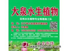 荷花、睡莲、芦苇、香蒲、昌蒲-水生植-鞍山大泉水生植物园图1