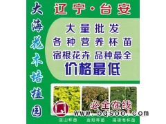 金山杯苗、金焰杯苗、福禄考杯苗-鞍山市大海花木培植园图1