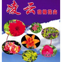 大丽花 东洋菊 品种繁多 花色艳丽 观赏花卉-凌云宿根花卉