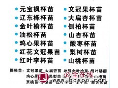 凌源市丽君苗圃基地供应元宝枫杯苗、辽东栎杯苗 绿化工程苗图1