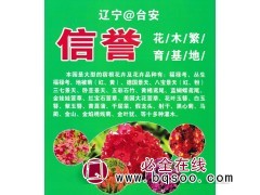 东北福禄考-丛生福禄考-宿根花卉苗-鞍山信誉花木繁育基地图1