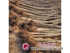 周选1号杨8万株，地径2-3厘米，苗高3.5-4米 杨树苗图1