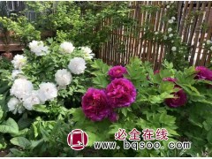 菏泽牡丹 多年生宿根花卉盆景盆栽种植观赏 庭院盆栽 齐晴图1