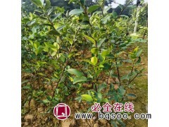 油茶190万株，地径0.7厘米，苗高0.6米 油茶苗大量图1