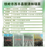 柳树-垂柳-金枝垂柳-109柳树苗-铁岭柳树基地-东北苗木