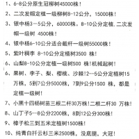 供应6-8公分原生冠柳树4.5万株 东北柳树基地-苗木绿化