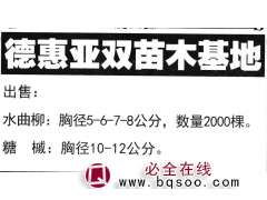 水曲柳胸径5-8公分 水曲柳大量供应 吉林苗木基地 绿化苗图1