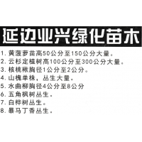 黄菠萝苗高50公分至150公分大量 东北绿化苗木 绿化