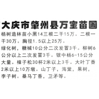 杨树造林苗小黑14三根二干15万  东北绿化苗木