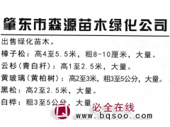 樟子松高4至5.5米，粗8-10厘米大量 森源苗木 东北苗木图1