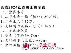 二年生金叶榆(播种)30万株 东北绿化苗木基地 营养钵苗图1