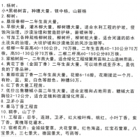 二年家榆树苗100万株。一年家榆树苗1000万株