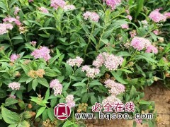 粉花绣线菊