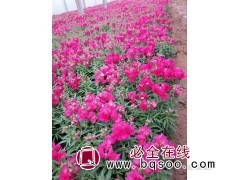 金鱼草苗大量 艳梅花卉供应宿根花卉营养钵苗 时令草花钵苗供应图1