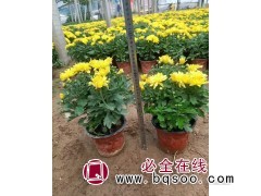 批发出售球菊 千头菊 花坛花境点缀盆栽种植规格齐全 艳梅花卉图1