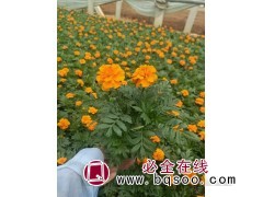 孔雀草 时令花卉 菊科类植物 园林绿化市政道路租摆 艳梅图1