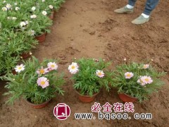 玛格丽特 木茼蒿 盆栽观赏 背景绿叶布置 青州花卉 艳梅图1