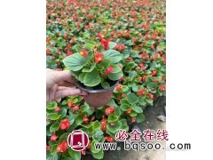 四季海棠 时令草花 喜光喜湿 花坛花镜点缀用苗 青州艳梅花卉图1