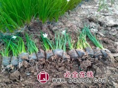 葱兰盆栽苗 艳梅花卉基地现货出售 植株健壮长势好 移栽易成活图1