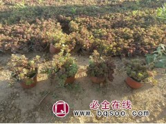 红叶景天 园林地被观叶植物品种 布置花坛花镜 艳梅花卉图1