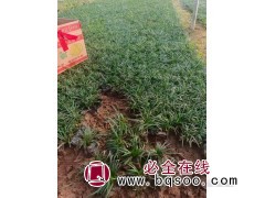 玉龙草耐阴性强 草皮耐践踏 地被植材 花坛点缀 青州艳梅花卉图1