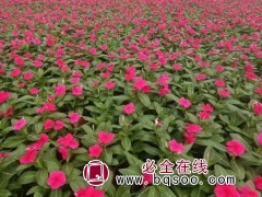 长春花