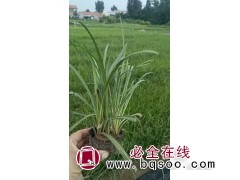 蛇鞭菊 别墅庭院种植观赏 应用别墅的花境 耐寒贫瘠 艳梅图1