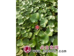 睡莲 水生植物睡莲苗 水体湖面绿化 池塘造景 艳梅花卉图1