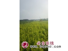 金叶风箱果价格_绿化工程苗木_艳梅花卉苗木_金叶风箱果绿化苗图1