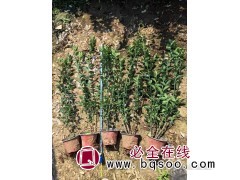 大叶黄杨 绿篱植物 冬青苗四季长青 黄杨 营养杯苗 艳梅花卉图1