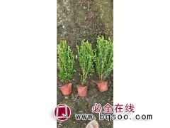 小叶黄杨 瓜子黄杨苗 绿篱围墙 花坛道路 栽植庭院 艳梅花卉图1