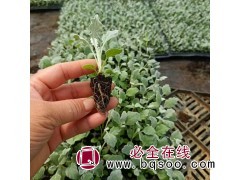 银叶菊穴盘苗 景观植物 花海造景工程苗 株型美观 艳梅花卉图1