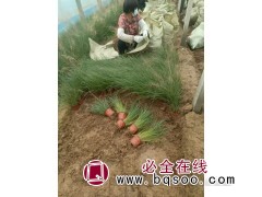 粉黛乱子草种苗 基地直售 湿地公园 园林驳岸美化 艳梅花卉图1