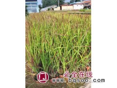 大量出售 血草 道路小区观赏植物 园林绿化工程苗 艳梅花卉图1