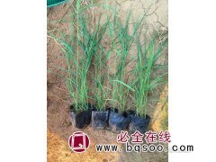 水生芦苇生产厂家 承接各种湿地工程 挺水植物 青州艳梅花卉图1