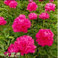 芍药小苗批发 花大艳丽 花坛花镜花海观赏性种植苗木 大王园艺