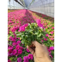 矮牵牛 花卉种植基地 耐高温易成活 路边观赏 多色 春蕾花卉