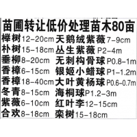 榉树12-20cm 天鹅绒紫薇7-9cm 江苏苗木基地直供