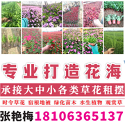 青州艳梅花卉苗木种植专业合作社