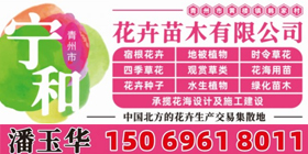 青州市宁和花卉苗木有限公司